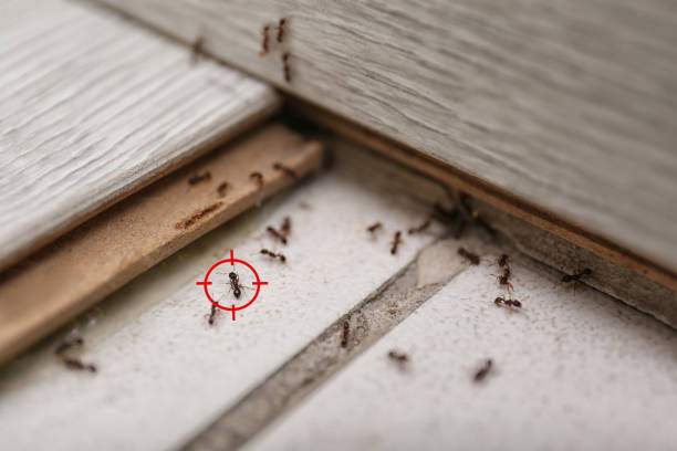 Best Local Pest Control Services  in Soh Willard, UT