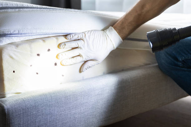 Best Pest Control Treatment  in Soh Willard, UT