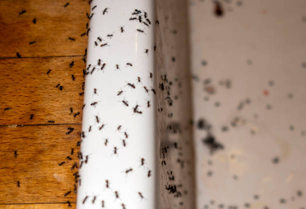 Best Best Pest Control Companies  in Soh Willard, UT
